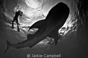 Feeding whaleshark in the maldives. She was quite happy t... by Jackie Campbell 